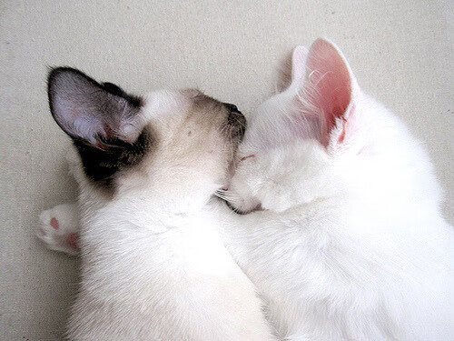 阿隆索王者归来！法拉利强势碾压哈斯车队统治全场