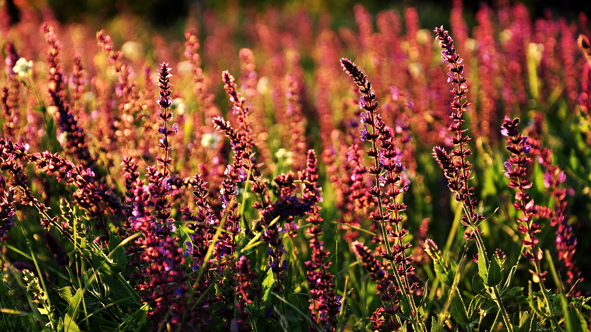 羽坛双面镜,德国战车的钢铁洪流与辛杜的烈焰轨迹