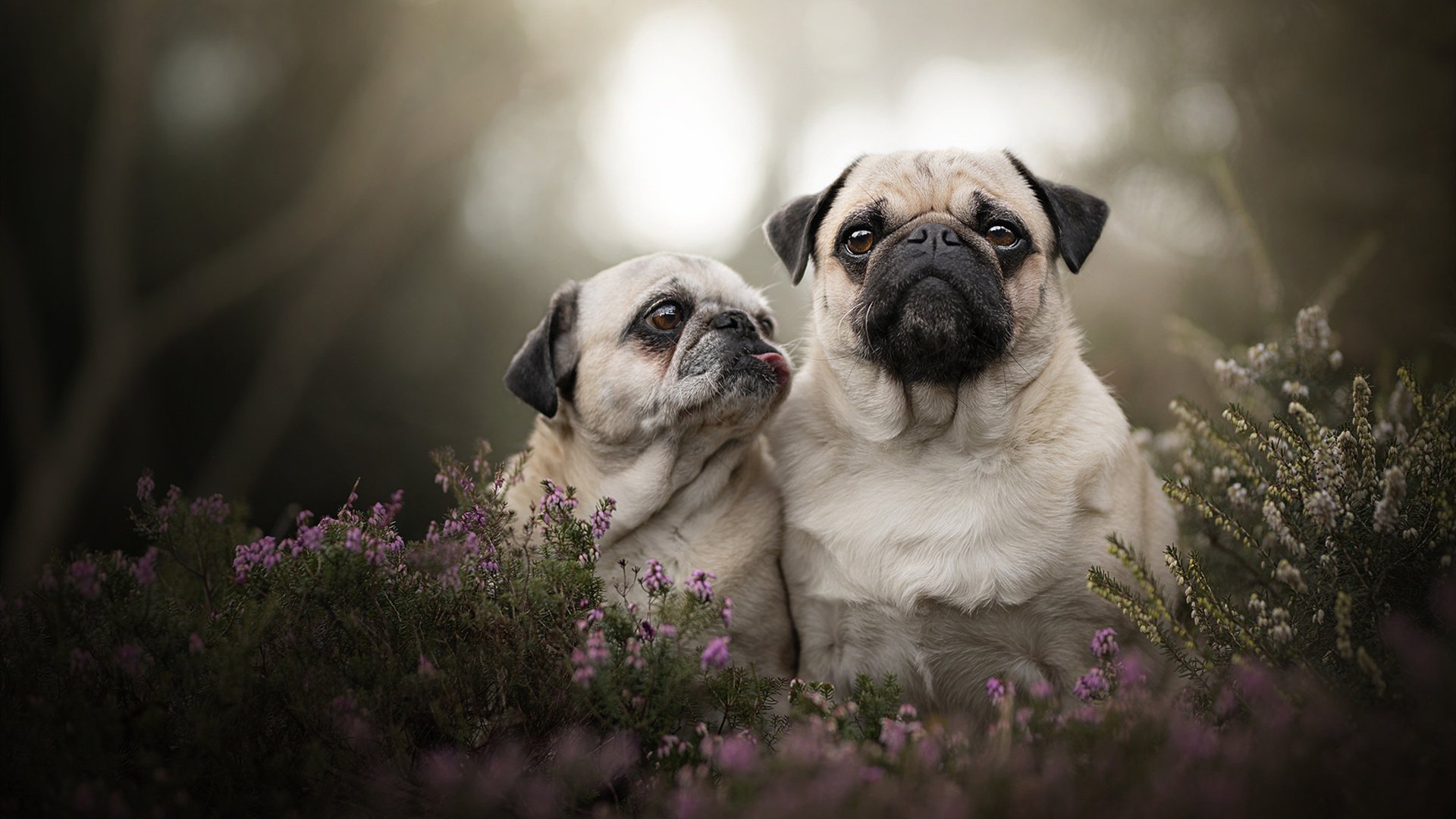 黑马横扫，黄鸭风暴，印度队轻取德国背后的惊艳革命