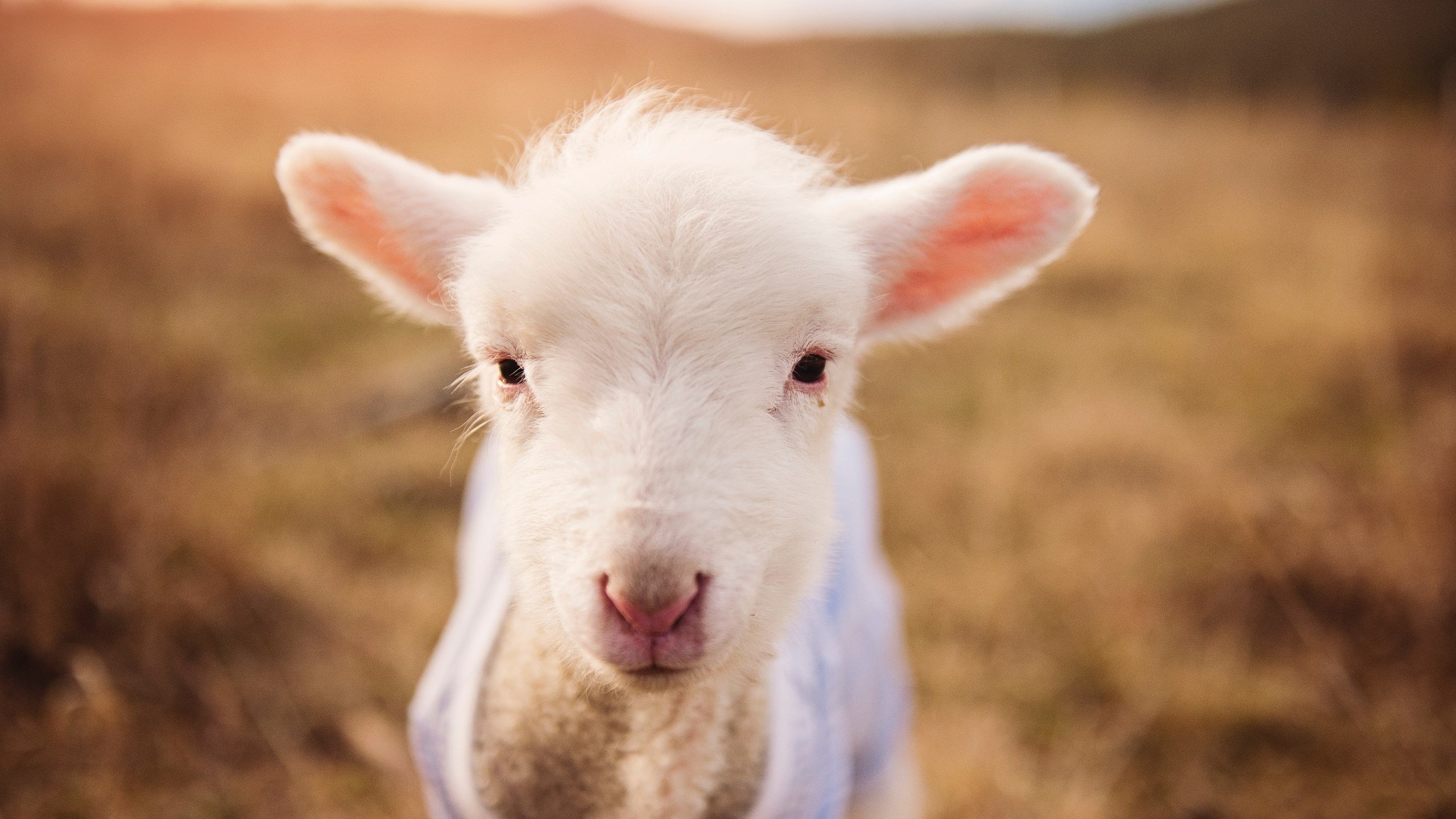 北欧风暴摧垮太极虎,一瞬之光改写战局