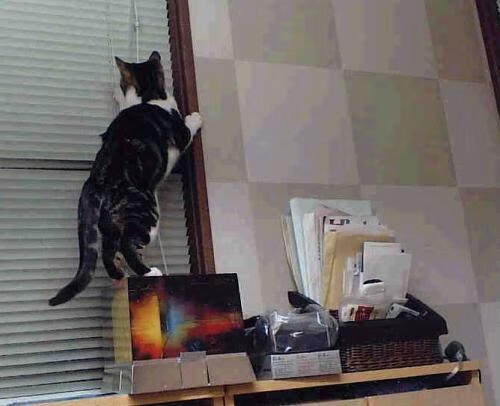 破局者迪亚斯，战火与神话之间，伊拉克足球的复兴宣言