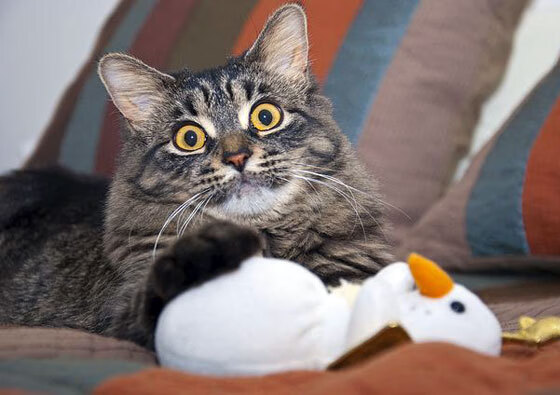 季后赛抢七改写剧本，虚拟冰岛队的现实碾压