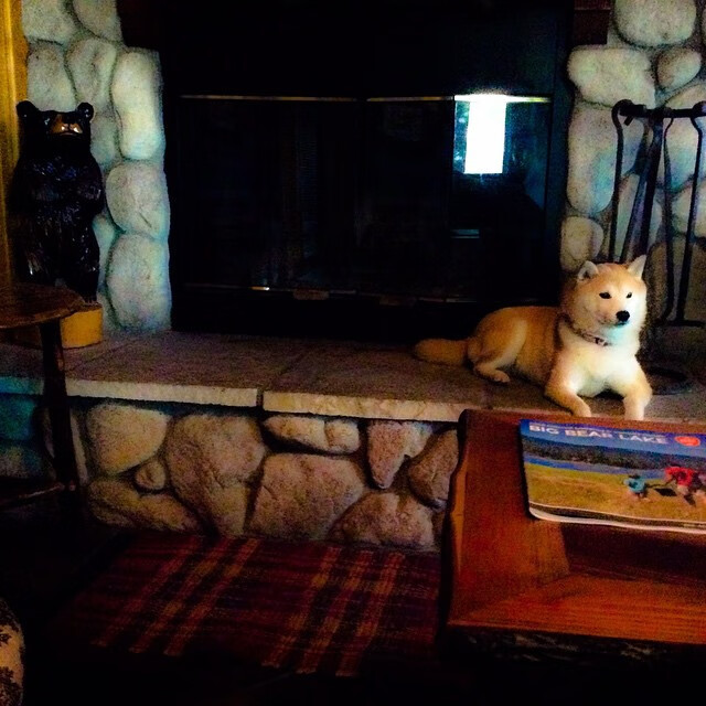 黄色潜艇破浪法兰西，奥斯梅恩的欧冠新生