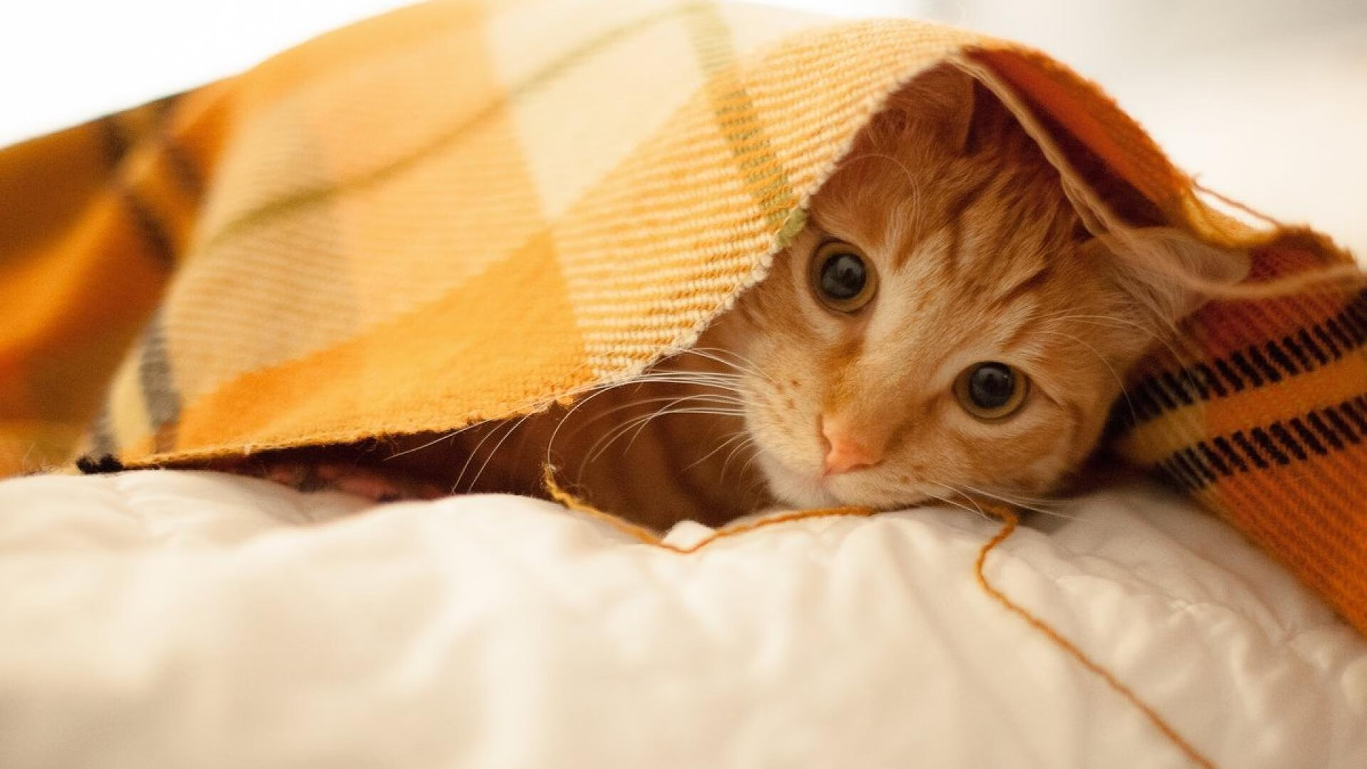 赛道上的沙漠法则,当维斯塔潘化身埃及法老,梅赛德斯银箭何以梦回温布利之殇?