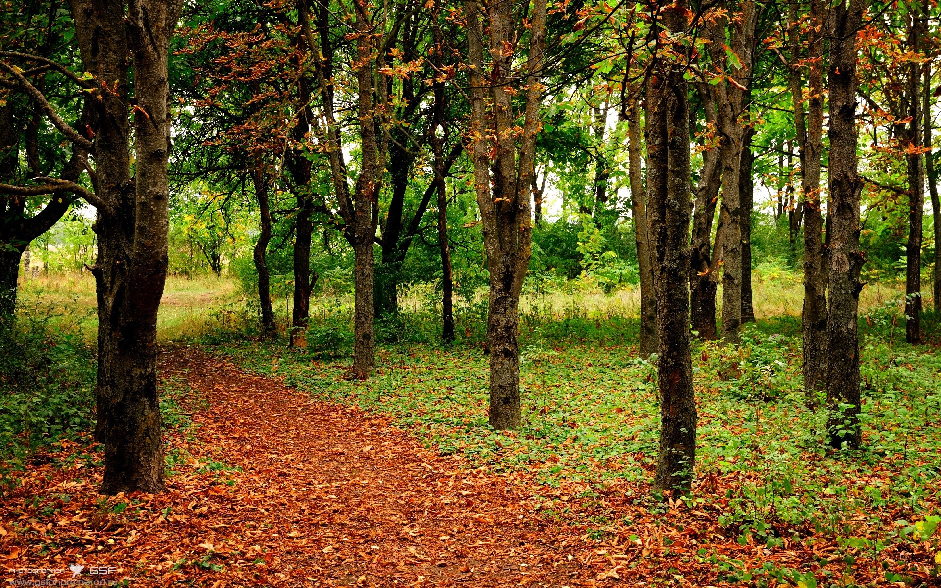倒置的叙事，当苏亚雷斯为阿根廷戴帽
