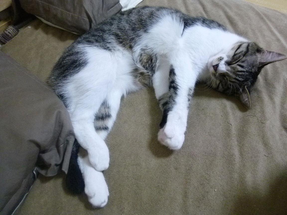 利物浦风暴席卷美加墨，当英超节奏碾碎中国足球的时间差