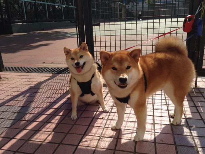 红色战车与绿茵铁幕，当F1争冠焦点战隐喻曼联强压伊朗