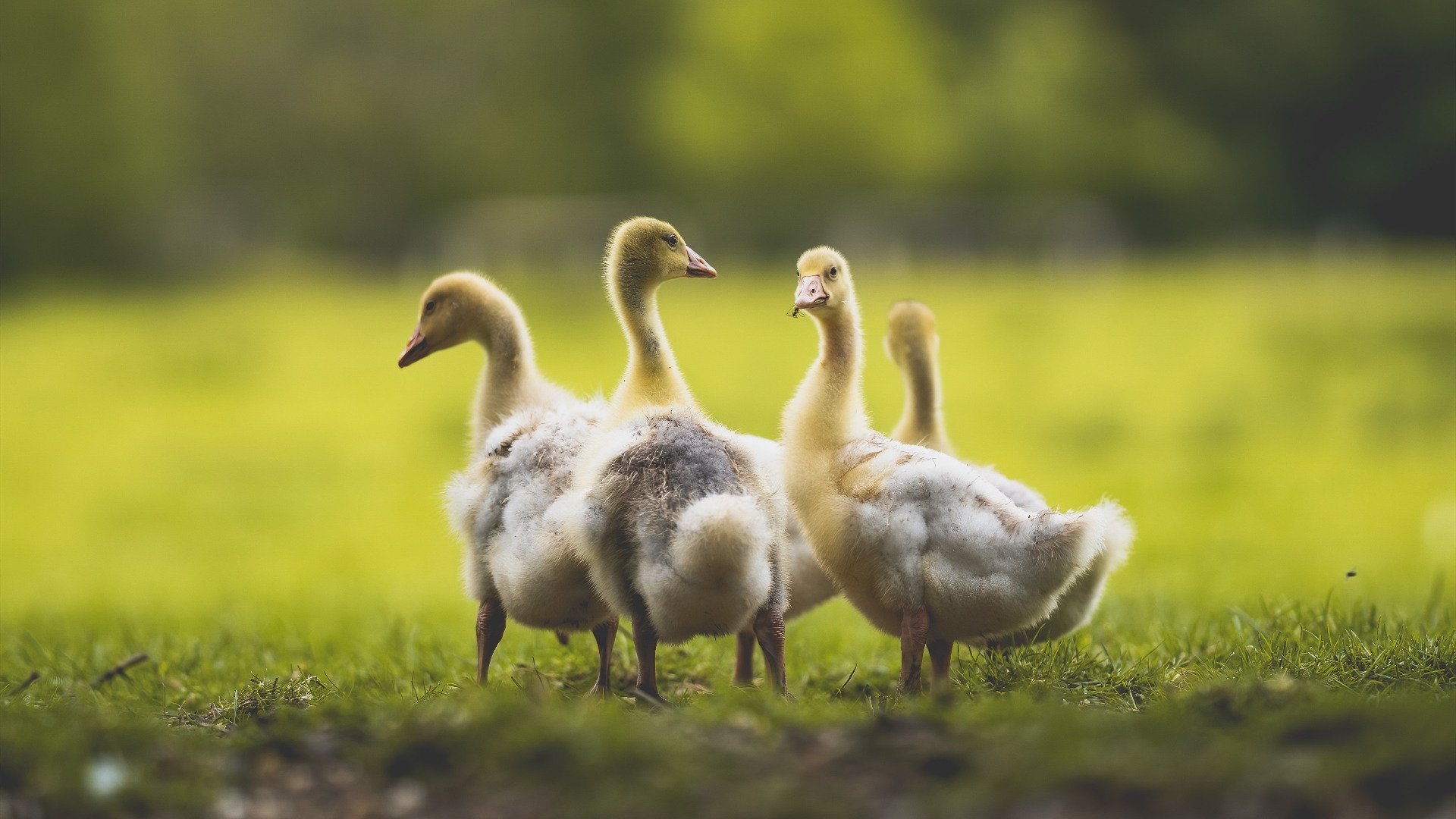 当伯纳乌遇上莱比锡，足球世界的奇妙交汇
