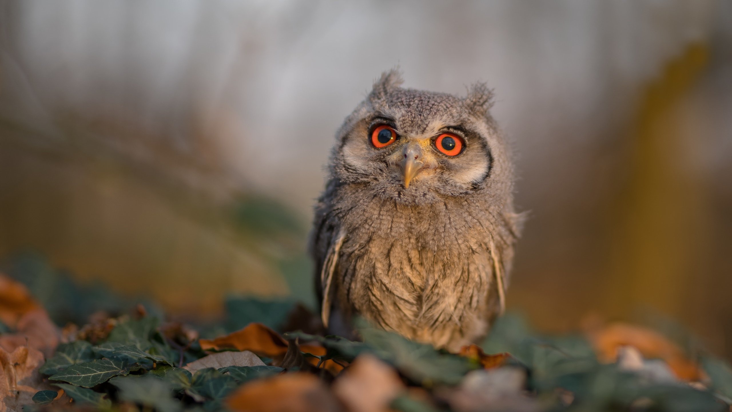 东瀛飓风与美洲豹，一柄欧陆匕首如何斩断樱花