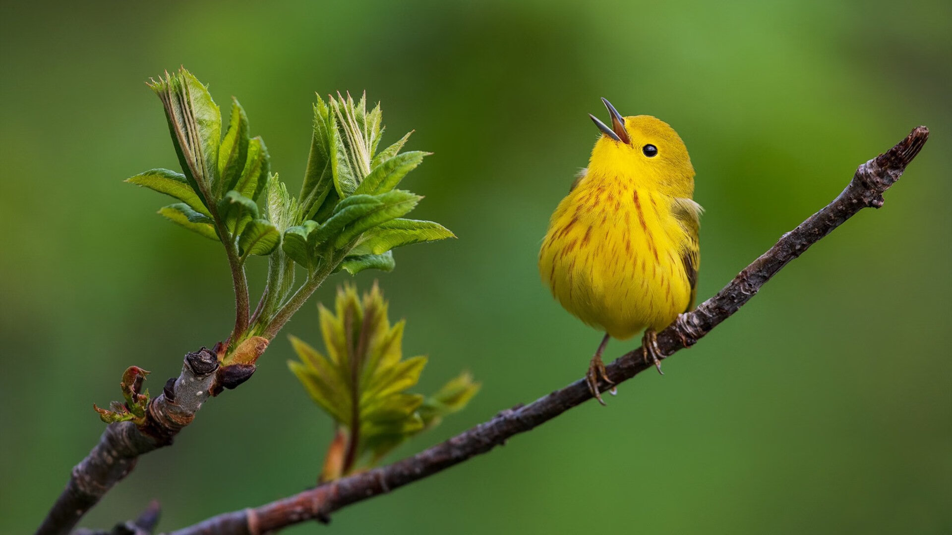 闯入者伦纳德，一场时空错位的统治，让两场无关的比赛同时失去悬念