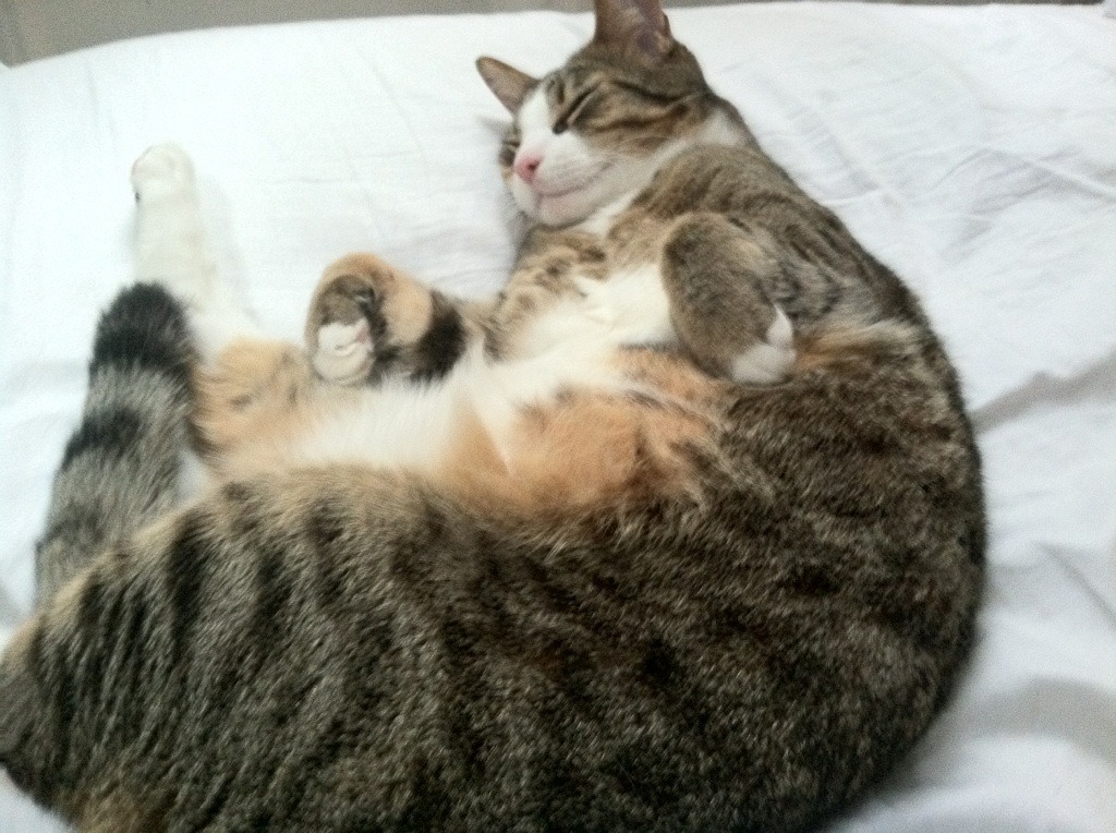 约基奇三双封神夜，76人逆转灰熊的五个决定性瞬间