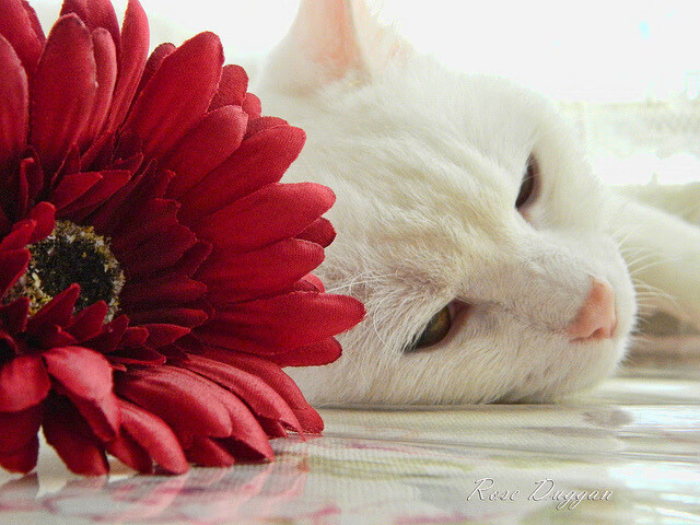 死神之镰横扫！詹姆斯关键三记重拳击垮上海，广厦一波流锁定季后赛席位