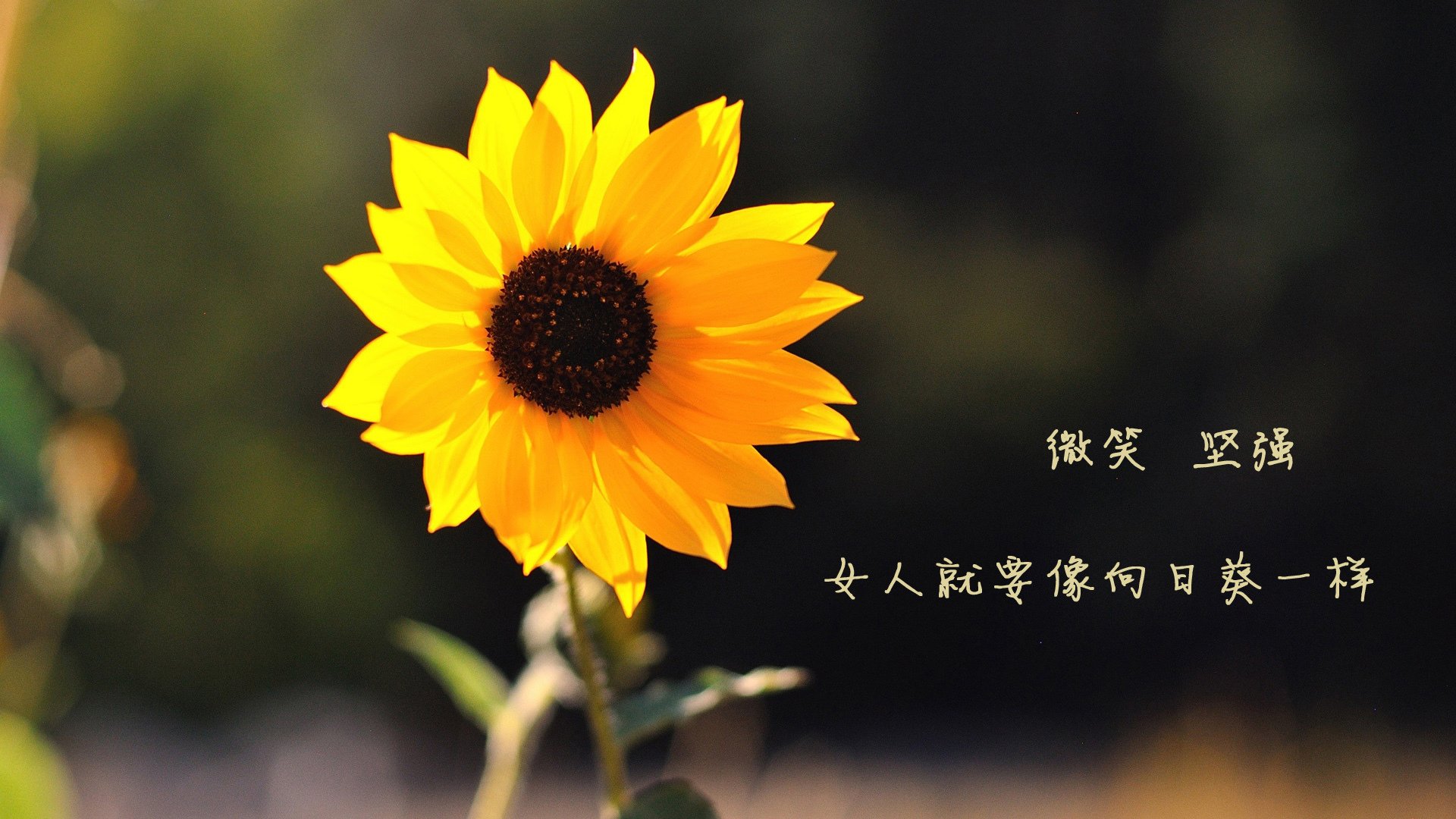沙漠之狐的致命獠牙,齐耶赫一剑封喉,摩洛哥风暴席卷美加墨